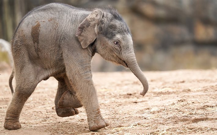 little elephants, cute elephant, small animals, elephants, wildlife, Africa