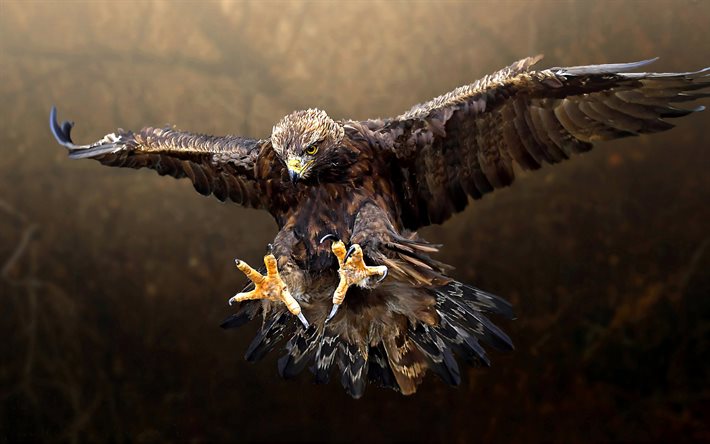 flying eagle, bokeh, predatory bird, wildlife, predators, eagle, Accipitridae
