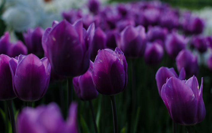roxo tulipas, flores roxas, tulipas, flores da primavera, fundo com tulipas, belas flores roxas