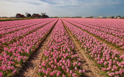 pink hyacinths, wild flowers, pink flower field, hyacinths, Hyacinthus, pink flowers, hyacinth cultivation