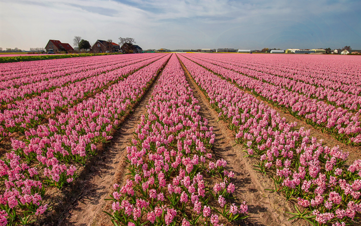 jacintos cor de rosa, flores silvestres, campo de flores rosa, jacintos, flores cor de rosa, cultivo de jacintos
