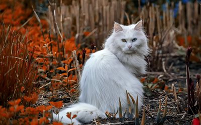 Ragdoll, white fluffy cat, heterochromia, different eyes, cute animals, pets, cats