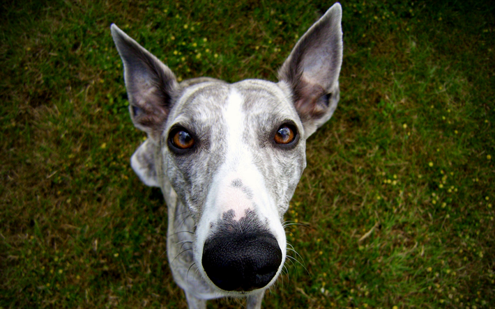 Whippet, 4k, dogs, close-up, curious dog, cute animals, pets, Whippet Dog