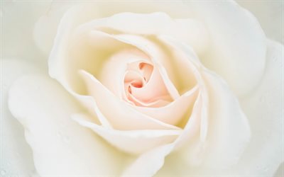 vit ros, vacker vit blomma, rose bud, makro, rosenblad