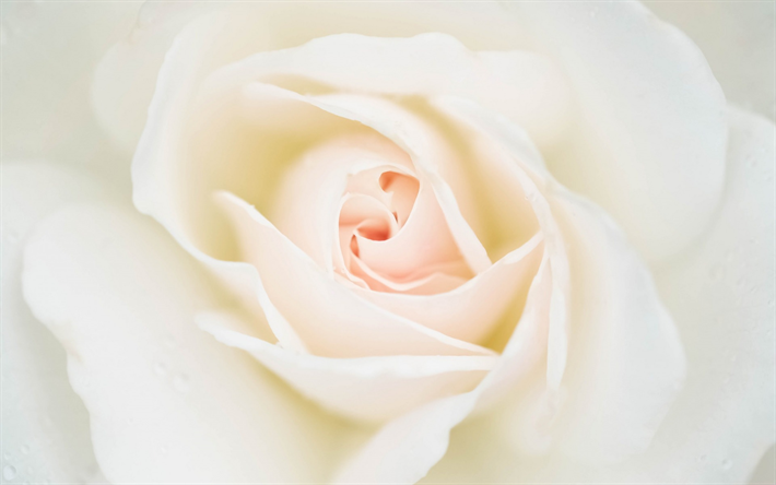 de la rosa blanca, hermosa flor blanca, rose bud, macro, p&#233;talos de rosa