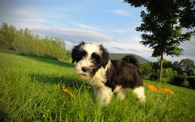 Tibetan Terrier, puppy, pets, lawn, black dog, cute animals, dogs, Tibetan Terrier Dog