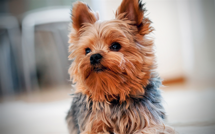Yorkshire Terrier, close-up, s&#246;t hund, Yorkie, hundar, valp, s&#246;ta djur, husdjur, Yorkshire Terrier Hund