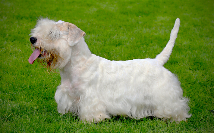 Sealyham Terrier, 4k, gr&#228;smatta, hundar, husdjur, shaggy dog, s&#246;ta djur, Sealyham Terrier Hund