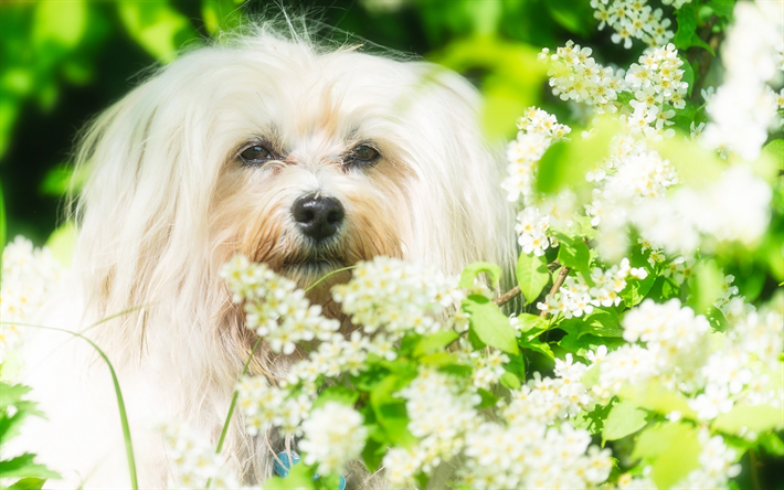 Havanese cane Bichon Havanese, bianco soffici cane, primavera, fiori bianchi, animali domestici, animali simpatici