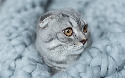 Scottish Fold Cat, cute animals, domestic cat, gray cat, pets, breeds of British cats