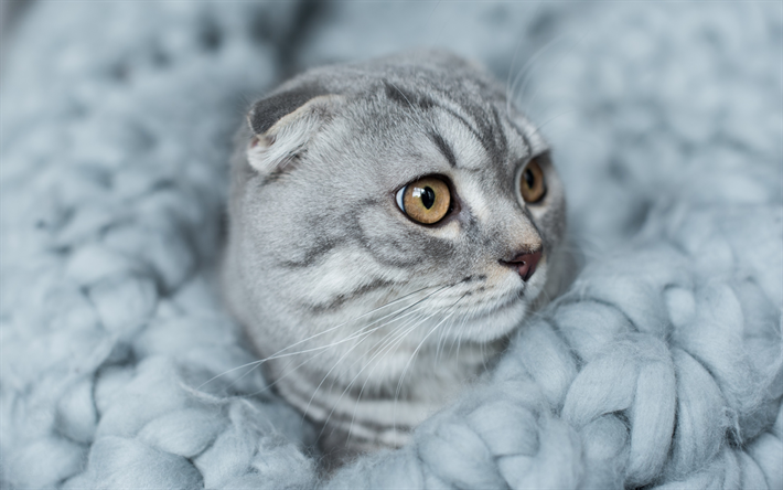 Scottish Fold Gato, animales lindos, gato dom&#233;stico, gris, gato, mascotas, razas de gatos Brit&#225;nicos