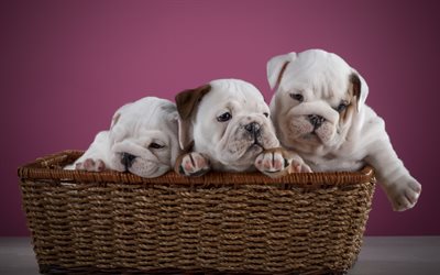 Bulldog inglesi, piccoli e bianchi cuccioli, animali domestici, cesto, tre cani di piccola taglia, razze di cani