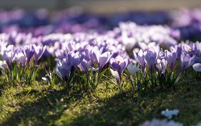 purple crocuses, morning, sunrise, spring flowers, grass, purple flowers