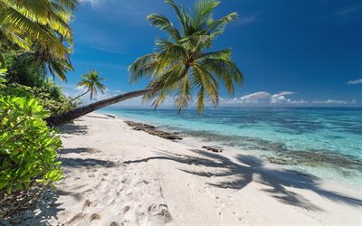 palm tree, tropical island, summer landscape, ocean, azure coast, seascape, tropics