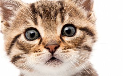small kitten, frightened cat, big eyes, gray eyes, cats, cute animals