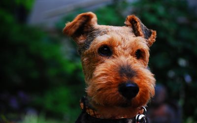 Airedale Terrier, 4k, close-up, pets, dogs, cute dog, Airedale Terrier Dog