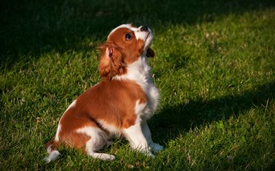 Welsh Springer Spaniel, 4k, puppy, pets, lawn, cute animals, dogs, Welsh Springer Spaniel Dog