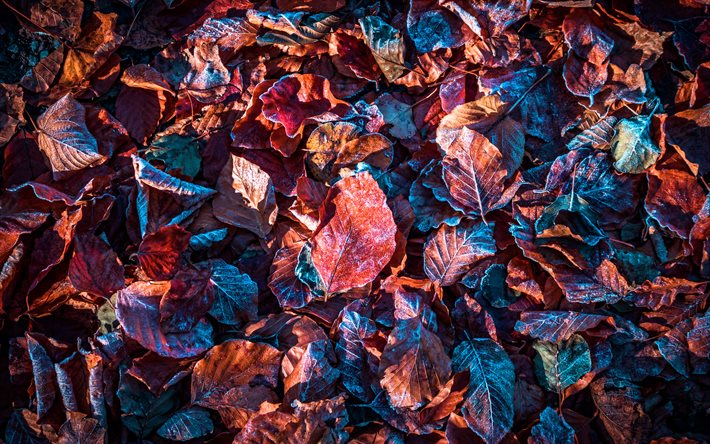 4k, オレンジの葉の背景, 霜の葉, テクスチャを残します, 秋のテクスチャ, パターンを残します, オレンジ色の背景, 紅葉, 葉の背景