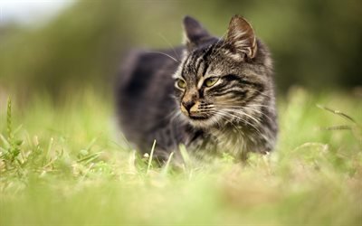 Cat, green grass, pets, cats