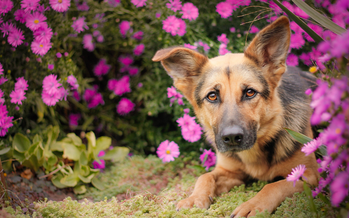 German Shepherd, puppy, bokeh, pets, flowers, dogs, German Shepherd Dog