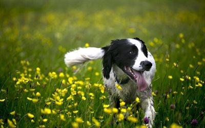 ボーダー Collie, 芝生, ペット, かわいい動物たち, 花, 黒ボーダー collie, 犬, ボーダー Collie犬
