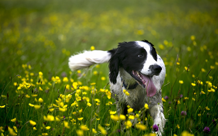 Border Collie, gramado, animais de estima&#231;&#227;o, animais fofos, flores, black border collie, cachorros, Border Collie Dog