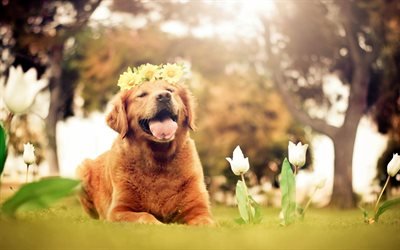 - labrador, fleurs, pelouse, retriever, les animaux, les labradors, golden retriever