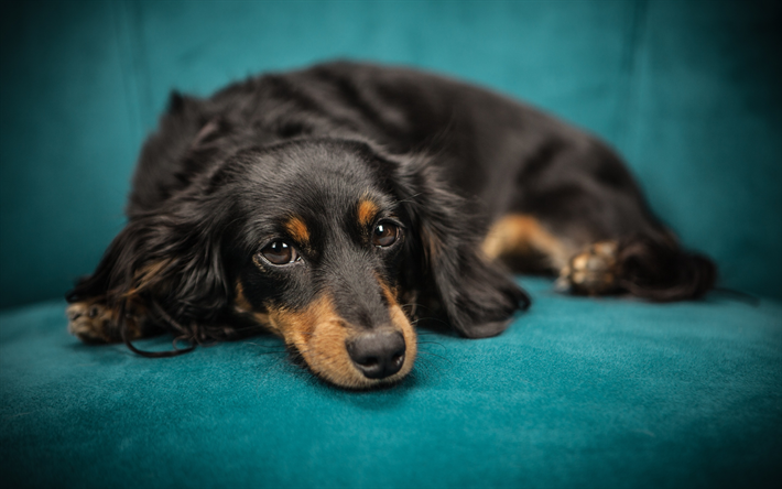 ダックスフン, かわいい黒犬, ソファー, ペット, 悲しみの概念, 犬種