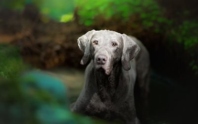 Weimaraner, close-up, pets, gray dog, cute animals, dogs, Weimaraner Dog