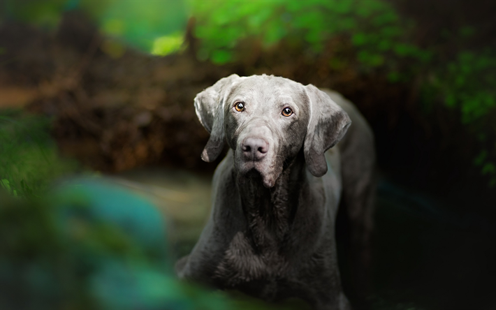 Weimaraner, close-up, husdjur, gr&#229; hund, s&#246;ta djur, hundar, Weimaraner Hund