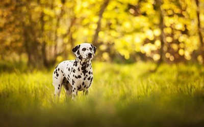 dalmatiner -, wald -, abend -, domestic dog, haustier, hintergrund -, hunde, niedliche tiere, dalmatiner-hund