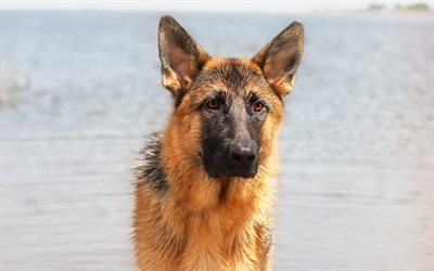 German Shepherd Dog, beach, big dog, summer, pets, dog breeds