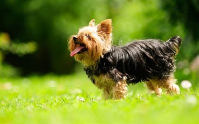 Yorkie, bokeh, c&#227;o bonito, Yorkshire Terrier, grama verde, cachorros, animais fofos, animais de estima&#231;&#227;o, Yorkshire Terrier C&#227;o