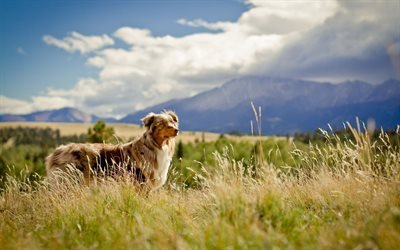 Australian Shepherd, lawn, Aussie, grassland, pets, dogs, Australian Shepherd Dog, Aussie Dog