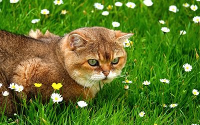 ginger cat, green grass, cute animals, domestic cat, British short-haired cat