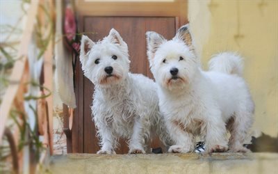west highland white terrier, white curly dogs, funny animals, two small dogs, pets, breeds of dogs