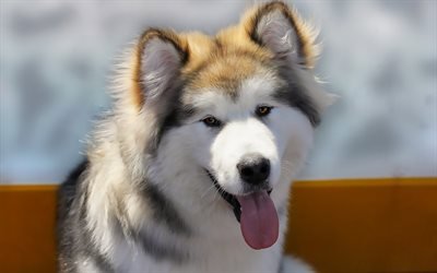 husky, gran perro blanco, cara, mascotas, perros