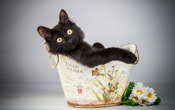 Lataa kuva Bombay Kissa, pentu, lemmikit, musta kissa, kotikissa, kissat,  Bombay ilmaiseksi. Kuvat ilmainen työpöydän taustakuvaksi