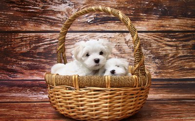 白い小さな子犬, 西ハイランド白のインテリア, バスケット, 小型犬, かわいい動物たち