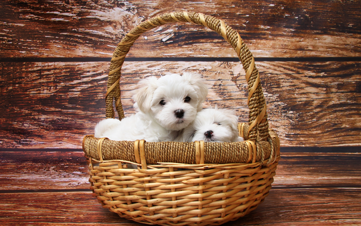 kleine wei&#223;e welpen, west highland white terrier, korb, kleine hunde, niedliche tiere