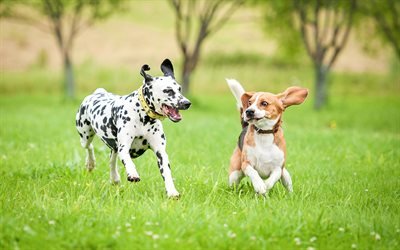 Dalmatien, Beagle, la pelouse, le chien domestique, animaux de compagnie, des chiens, des animaux mignons, Dalmatien Chien, Chien Beagle