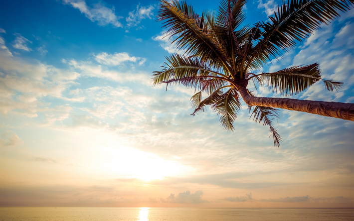 palm tree, summer, tropical island, evening, sunset, palm leaves, seascape, sky