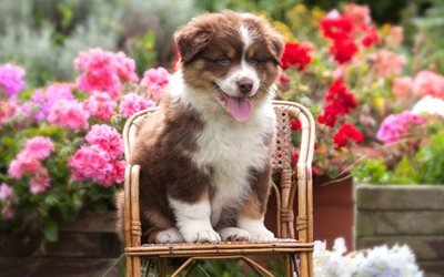 Aussie, little brown puppy, summer, Australian Shepherd, cute little animals, dogs, pink flowers