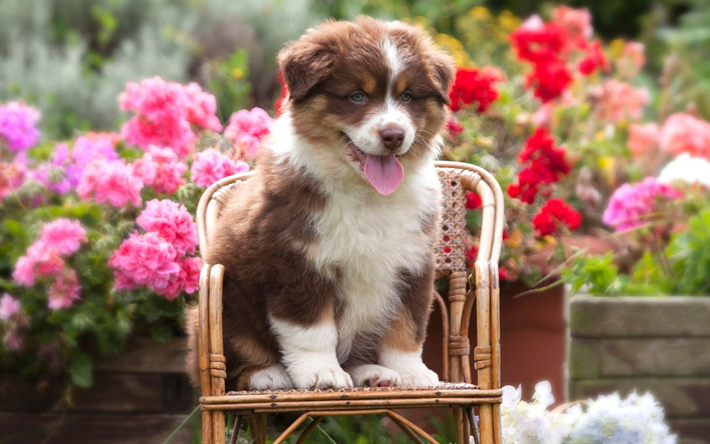 Aussie, little brown puppy, summer, Australian Shepherd, cute little animals, dogs, pink flowers