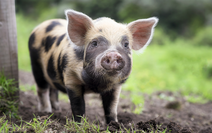 4k, piglet, farm, small pig, dalmatian piggy, pets, pigs, funny animals, piglets