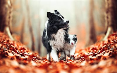 Border Collie family, bokeh, mother and cub, cute animals, black dogs, pets, black border collie, dogs, Border Collie Dog