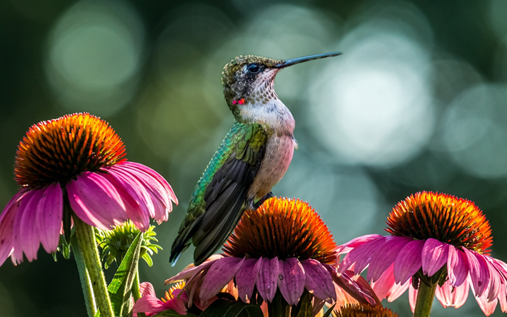 Hummingbird, wildlife, bird on flowers, small birds, Trochilidae, colorful birds