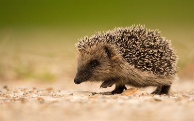 little hedgehog, cute animals, wildlife, forest animals, hedgehogs