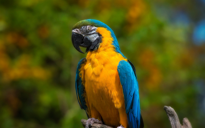 Bl&#229;-gul ara, vacker gul papegoja, tropiska f&#229;glar, ara, papegojor