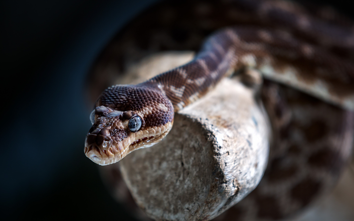 brown snake, macro, reptiles, serpent avec des yeux bleus, de la faune, de serpent